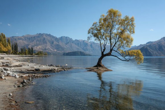 Download Tree with Mountains Background Wallpaper - Background Collection